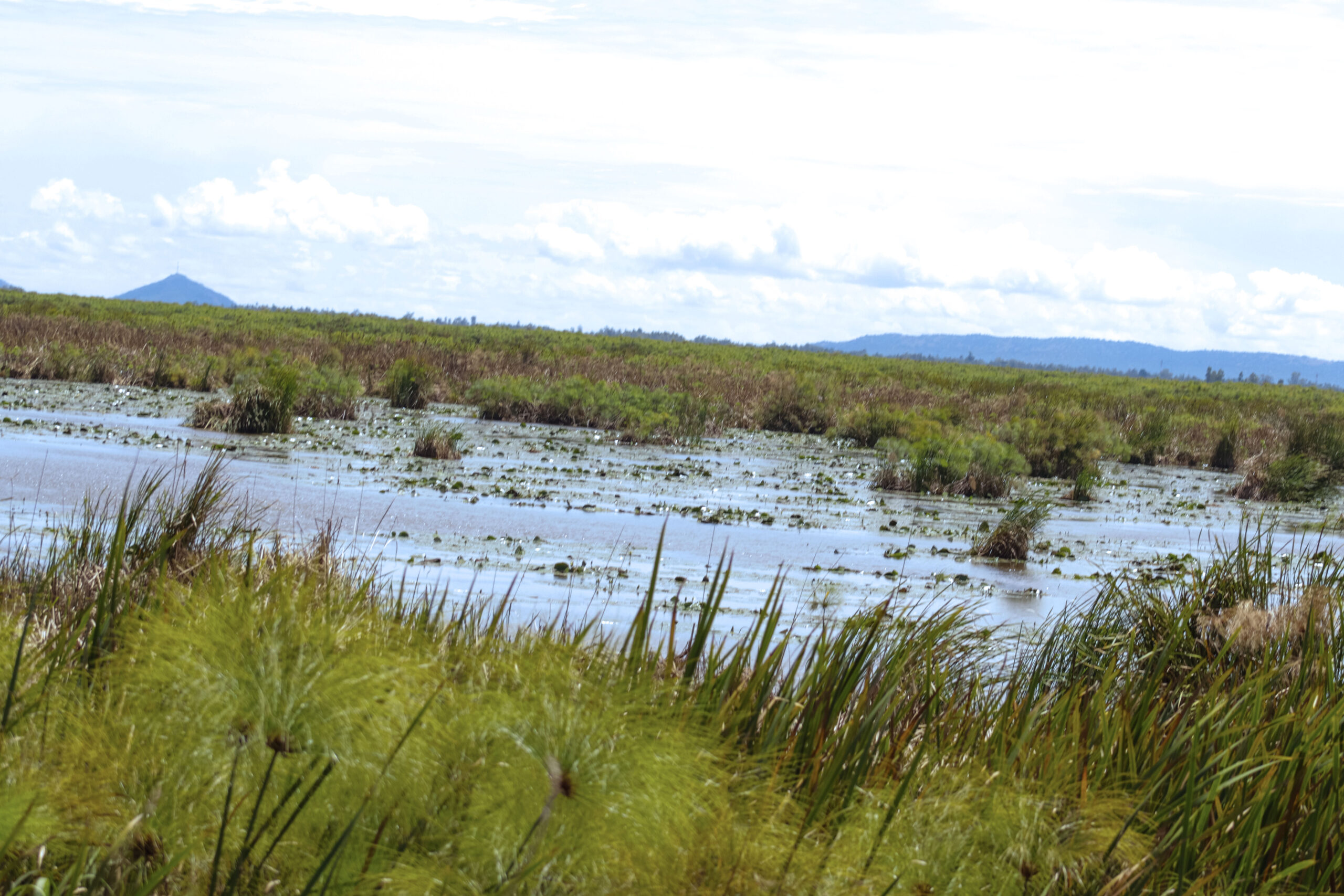 Yala Swamp